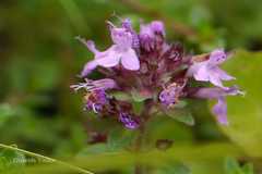 Thymus linearis